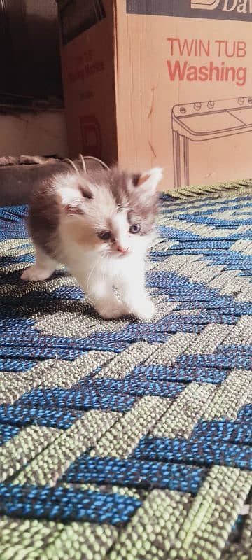 Cat for sale 1
