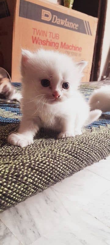 Cat for sale 2