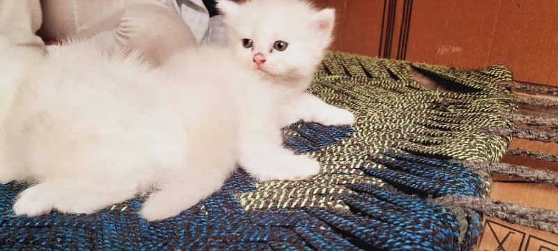 Cat for sale 3