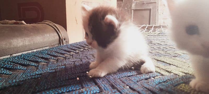 Cat for sale 4