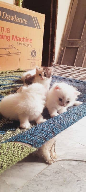 Cat for sale 5