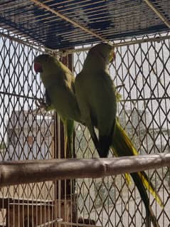 ringneck