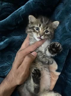 Siberian