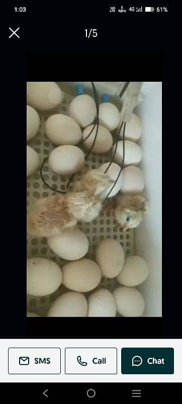 Incubator Fully automatic AC+DC brand new 74 eggs capacity 0