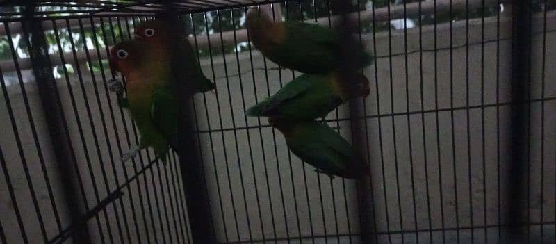 6 love bird for sell sab sth deny h love bird for sell albino fisheri 1