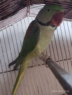Raw parrot male