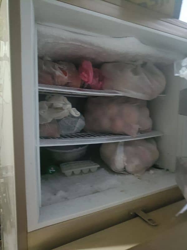 Pel Fridge full size for sale 4