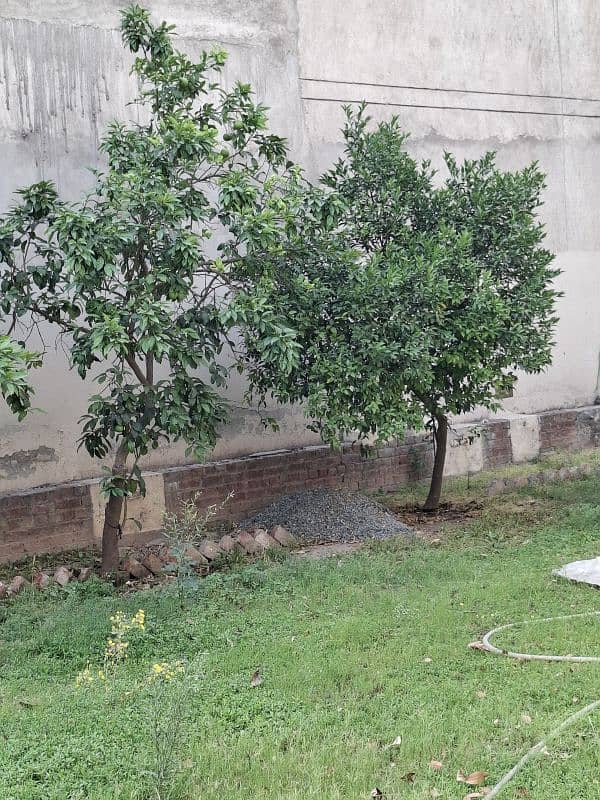 grey fruit plants age more then 5 years(sugar less malta) 0
