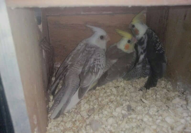 21 Cocktail Chicks Available for handtamed 2