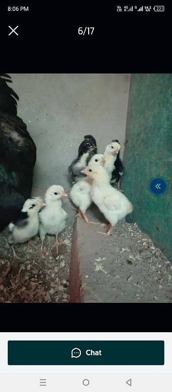 Aseel chicks for sale in gujranwala alam chowk 1