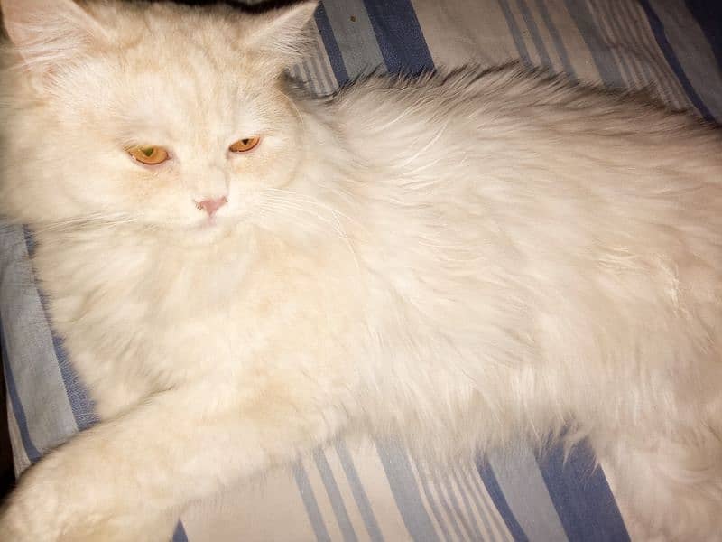 Persian adult female 0