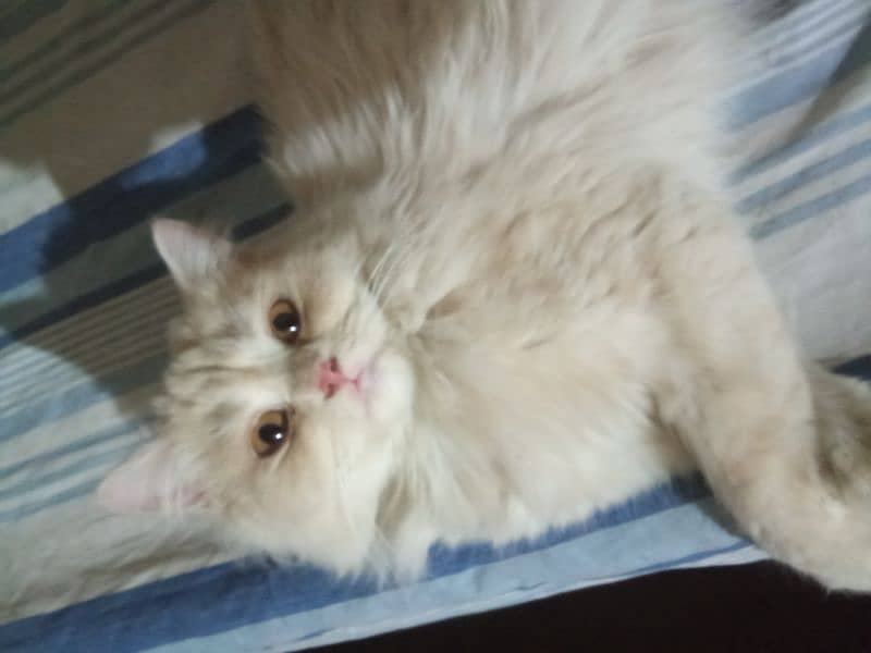 Persian adult female 1