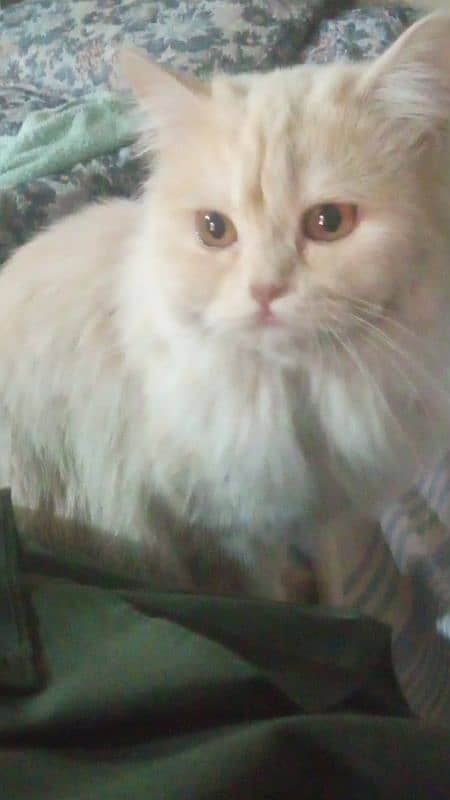Persian adult female 2