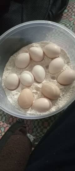 03425427753