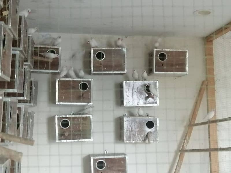Jawa breedar pair colony for sale 0