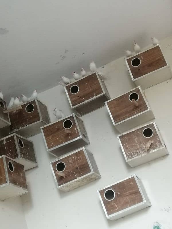 Jawa breedar pair colony for sale 1