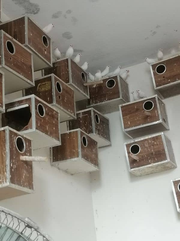 Jawa breedar pair colony for sale 2