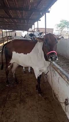 ablack