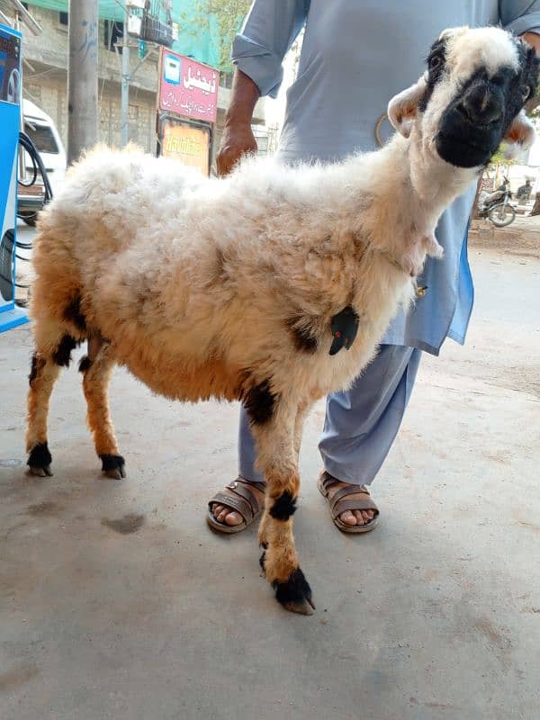 Bakra and sheep for sell 0