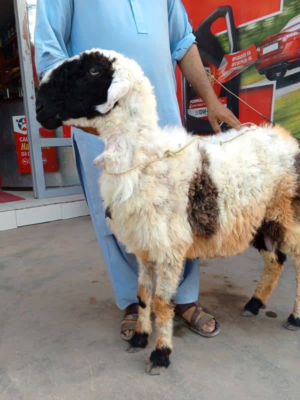 Bakra and sheep for sell 1