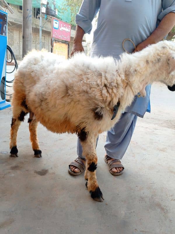 Bakra and sheep for sell 2