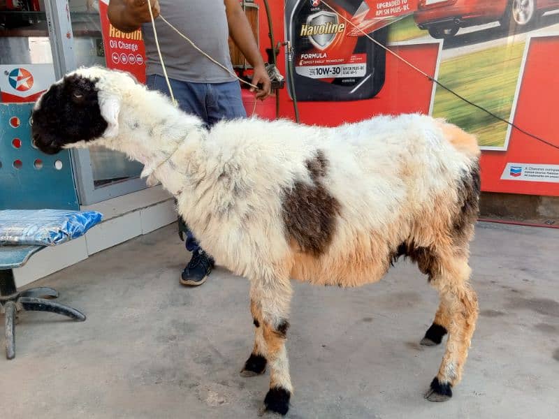 Bakra and sheep for sell 3