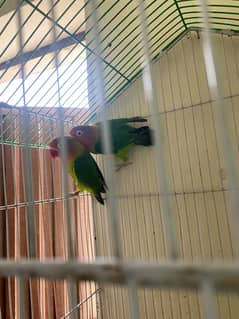 parrots for sale