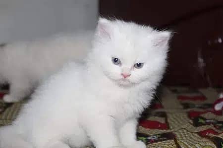 032/822/737/07 urgently 5-Kittens pair/single calico copper eyes 1