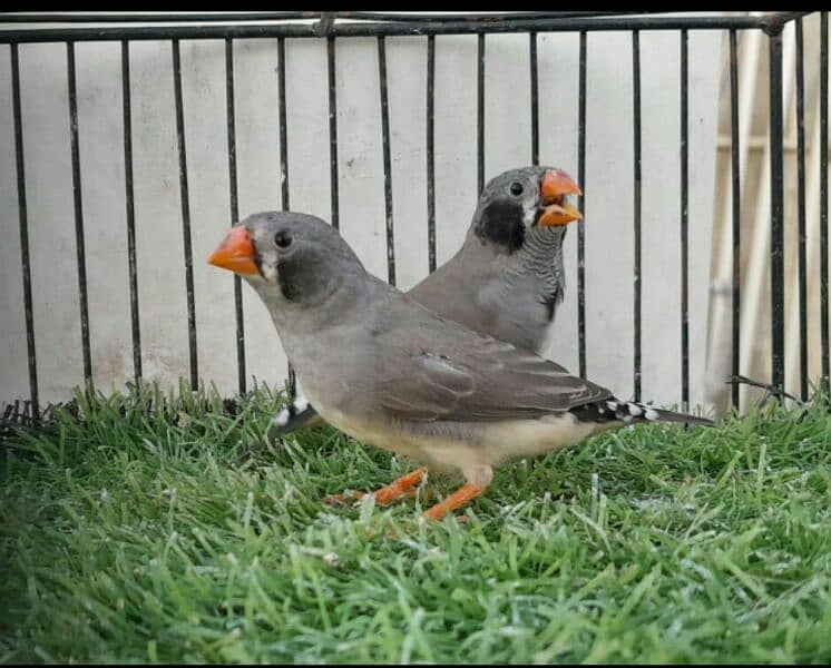 Finches Black Cheek Pair 1
