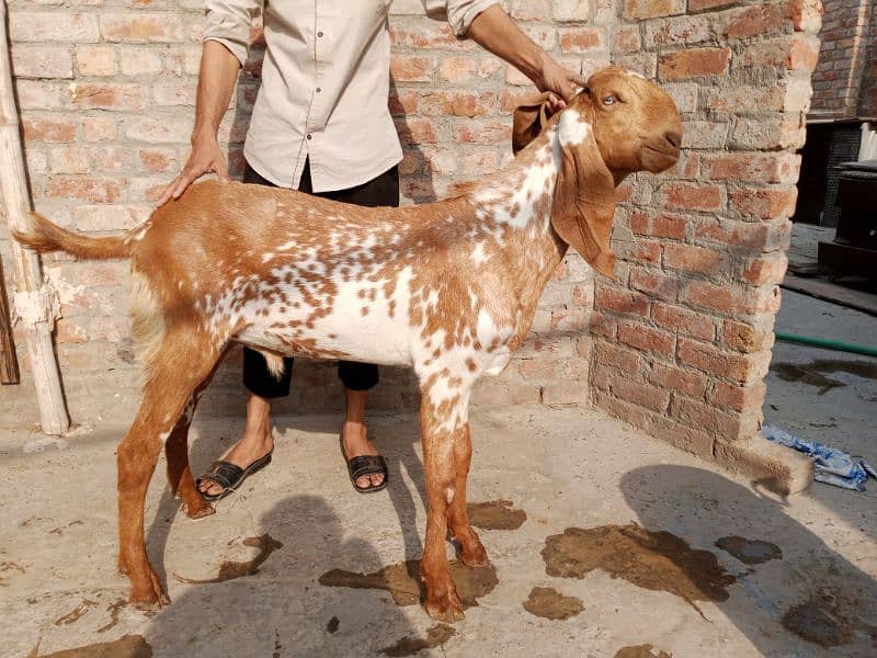 Makkhi china desi Bakra for sale 0