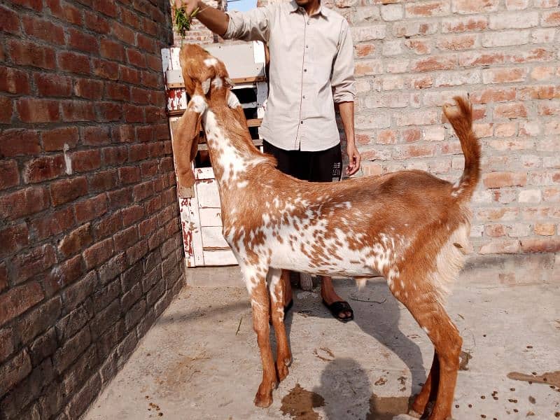 Makkhi china desi Bakra for sale 1