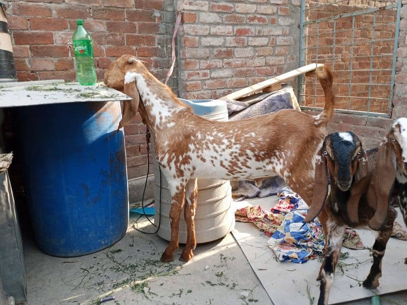 Makkhi china desi Bakra for sale 2