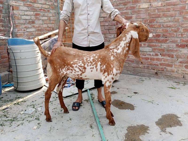 Makkhi china desi Bakra for sale 3