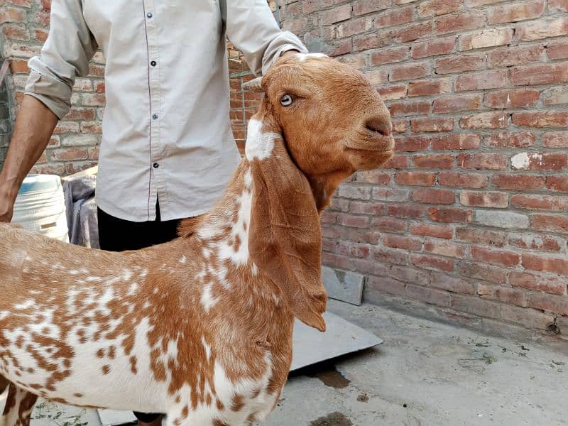 Makkhi china desi Bakra for sale 4