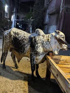 cholistani jori for sale