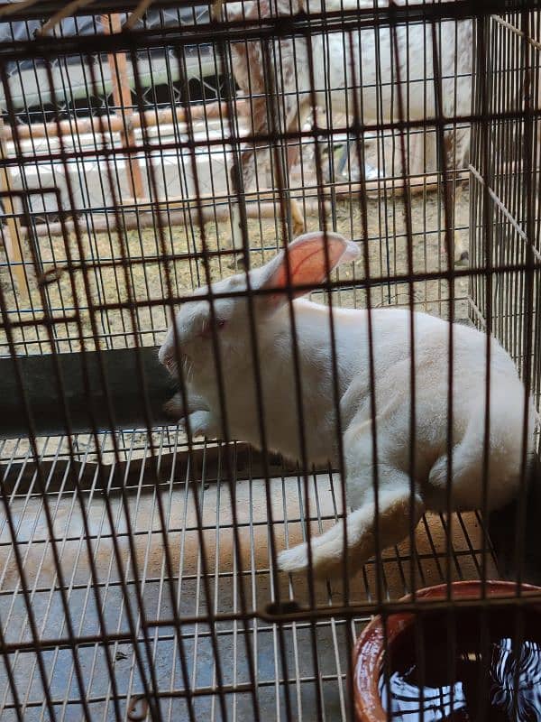 Desi,Red eyes,New Zealand All age rabbit for sale 1