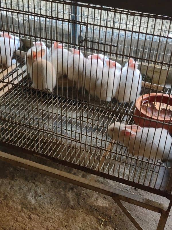 Desi,Red eyes,New Zealand All age rabbit for sale 2