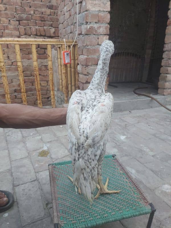Aseel shamo chick's 1