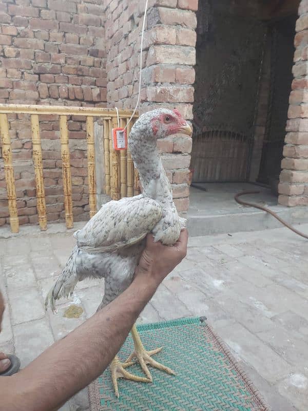 Aseel shamo chick's 2