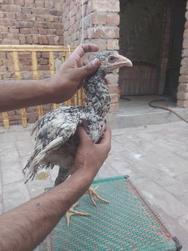 Aseel shamo chick's 3