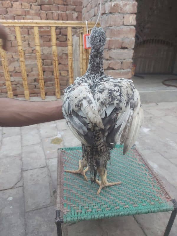 Aseel shamo chick's 4