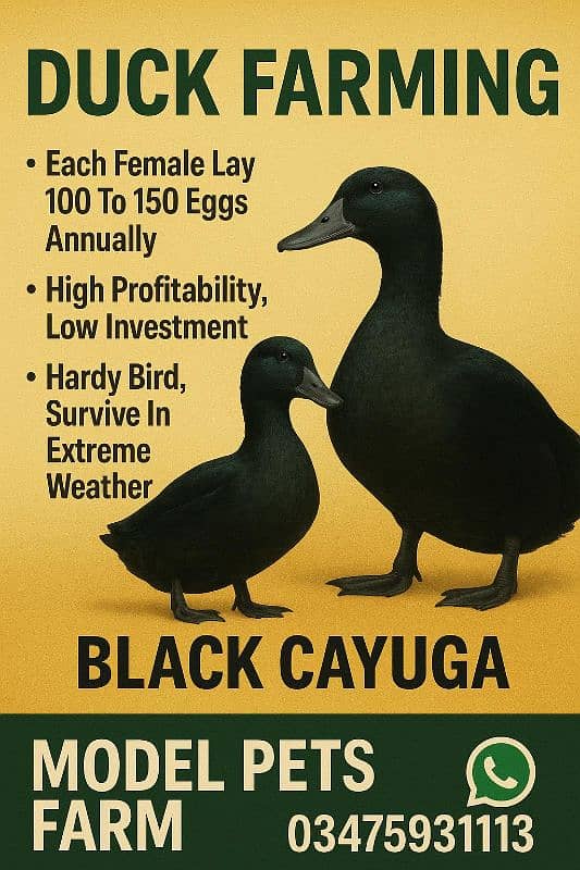 black Cayuga ducklings 0
