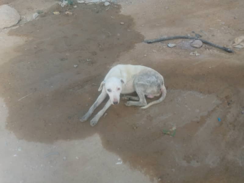 Dog ka Naam Harii Bhai hai 0