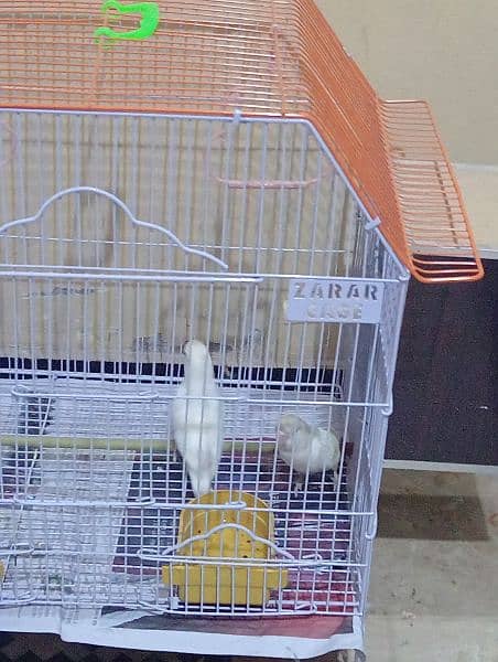 love birds 0