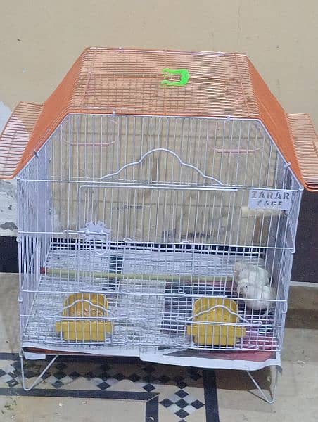 love birds 1