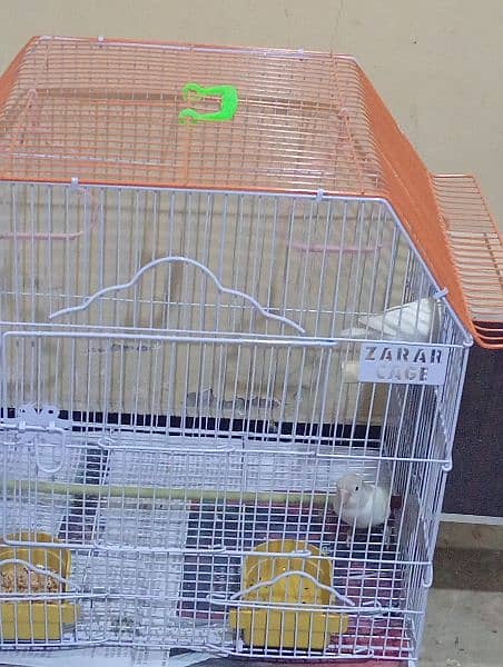 love birds 2
