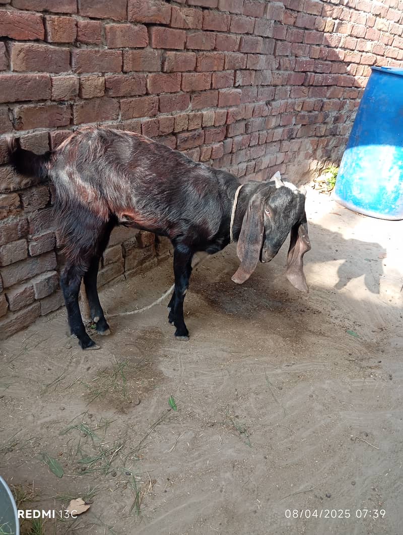 Desi bakri (path) 0