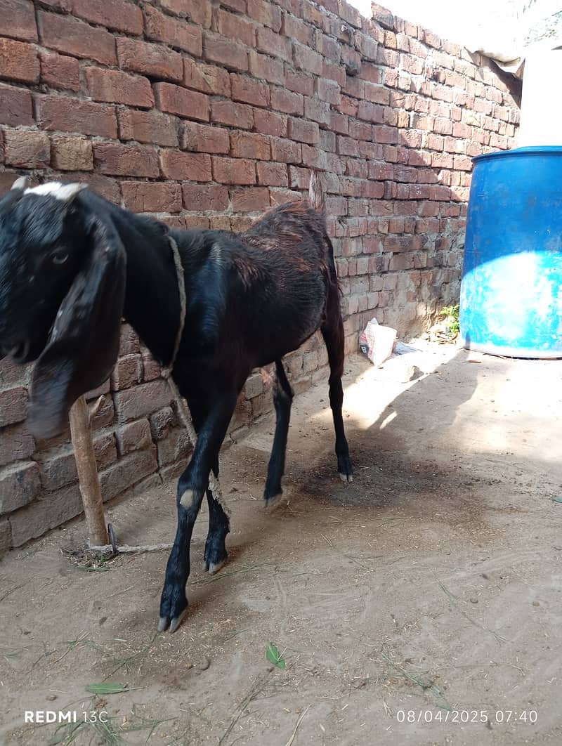 Desi bakri (path) 2