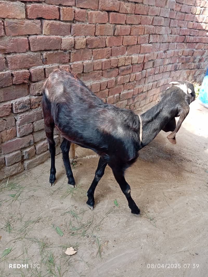 Desi bakri (path) 3