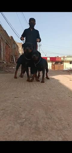 rottweiler male and female pair